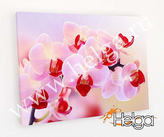 Купить Розовые орхидеи арт.ТФХ2886 v3 фотокартина (Размер R2 50х70 ТФХ)