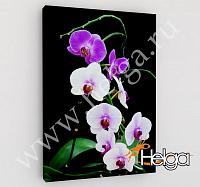 Купить Лиловые орхидеи арт.ТФХ4900 v2 фотокартина (Размер R3 60х80 ТФХ)