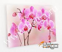 Купить Розовые орхидеи арт.ТФХ4931 v9 фотокартина (Размер R2 50х70 ТФХ)