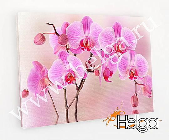 Купить Розовые орхидеи арт.ТФХ4931 v9 фотокартина (Размер R3 60х80 ТФХ)
