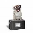 Купить Бумага для заметок dog in a box (150 листов)